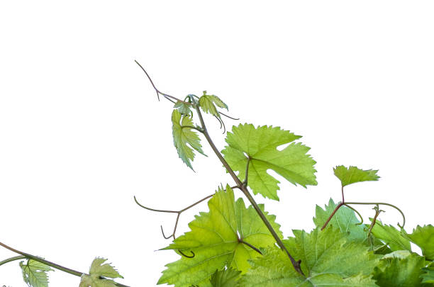 istock green leaves of grape isolated on white background 1346379670