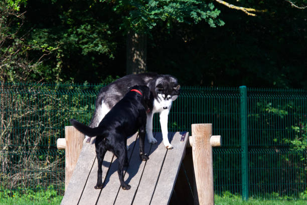 istock 2 dogs in an off-leash dog park 1346379758