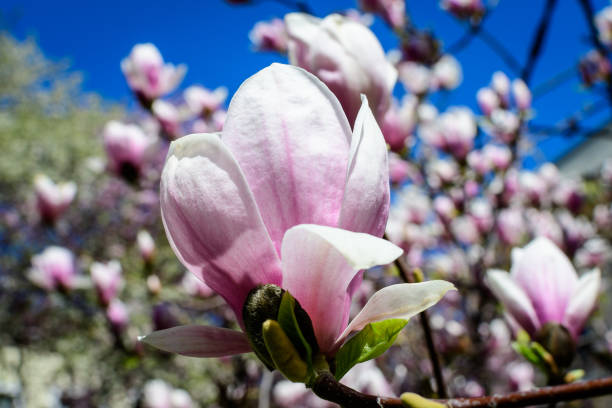 один нежный бело-розовый цветок магнолии в полном расцвете на ветке в саду в солнечный весенний день, красивый открытый цветочный фон, сфот� - plant white magnolia tulip tree стоковые фото и изображения