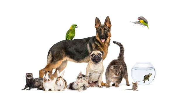 group of pets in a row, dogs, cats, ferret, rabbit, birds, mouse, isolated on white - dog mixed breed dog group of animals small imagens e fotografias de stock