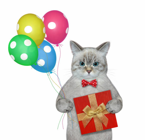 istock Cat ash holds red gift box and balloons 1346380505