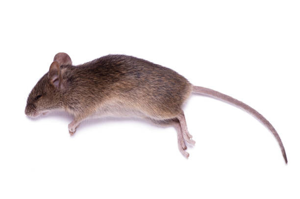 istock One dead mouse is isolated on a white background close up 1346380588
