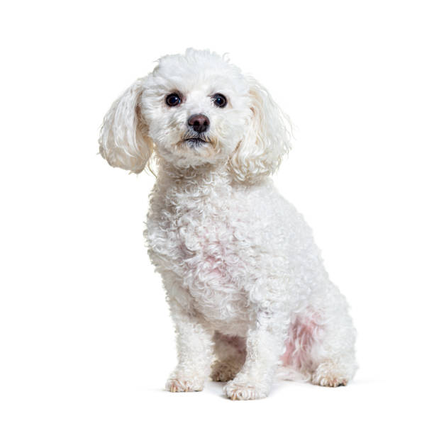 istock Maltese dog sitting against white background 1346380632