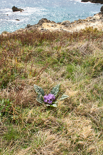 Mandragora autumnalis purple flowers