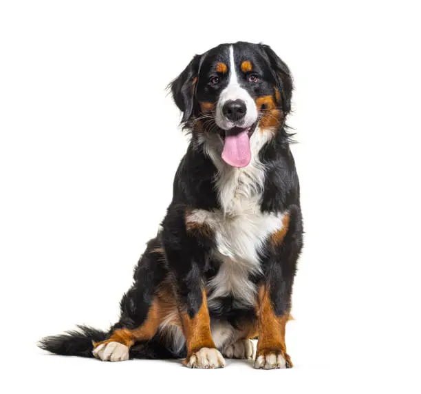 Photo of Tricolor Bernese Mountain Dog sitting, looking at camera and panting isolated on white