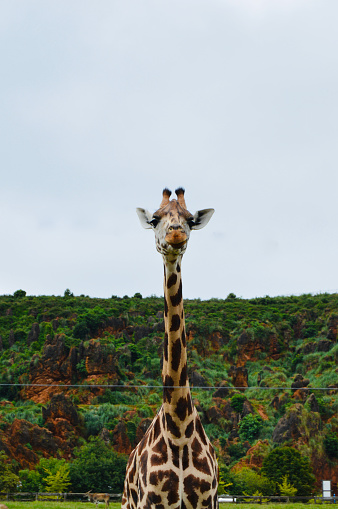 Found a giraffe at a natural reservation and shot this photo while the giraffe were looking at the camera