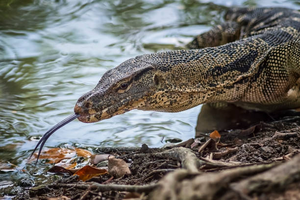 Lizard in the jungle Varanus lizard in the Asian jungle monitor lizard stock pictures, royalty-free photos & images