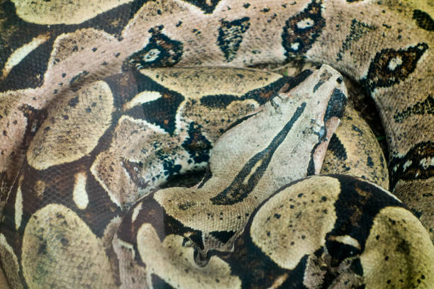 istock close up of a curled boa constrictor, or red-tailed boa 1346381881
