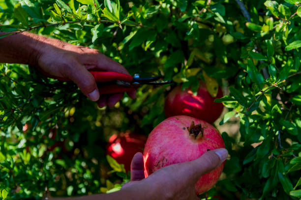 istock pomegranate harvest in the Mediterranean 1346382014