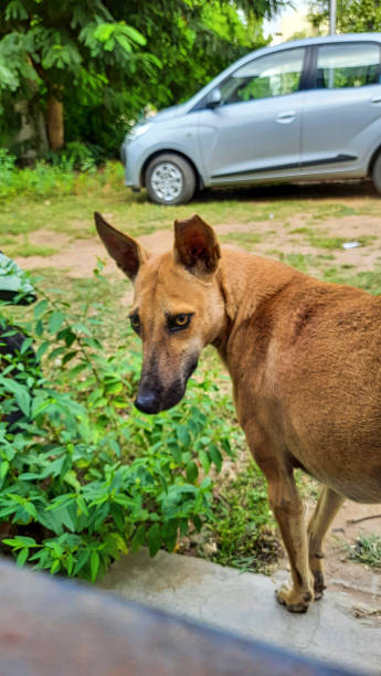 istock dog standing on the edging of the road 1346382964