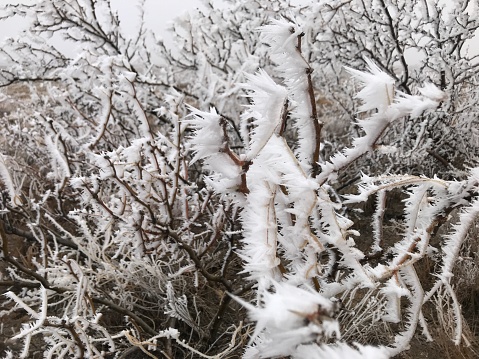 Texas,USA.Around Texas in the southern United States, which was covered with a record cold wave for the first time in about 30 years. \nGrass frozen like rime on trees.