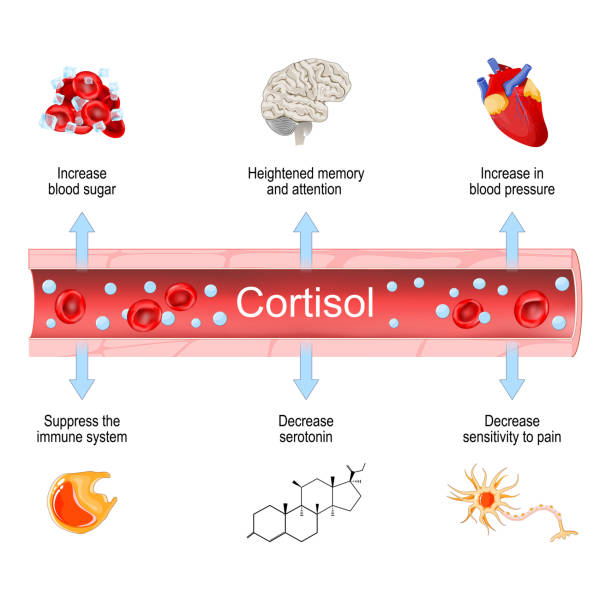 Cortisol. Health effects of hormone adrenal gland. Cortisol. Health effects of hormone adrenal gland. increased and decreased level. Signs and symptoms. Vector illustration blood testing stock illustrations