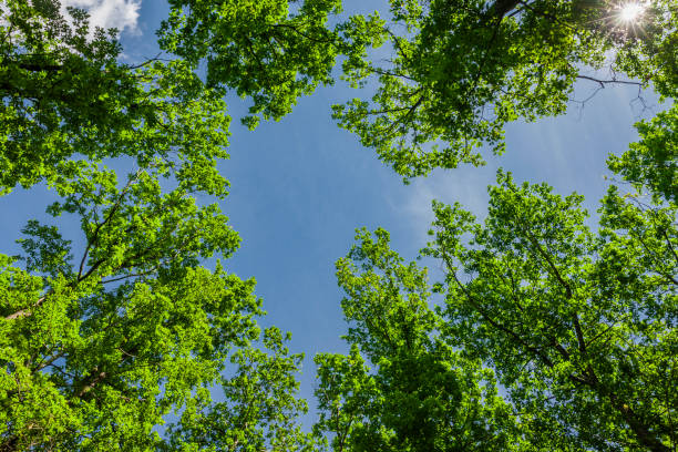 istock View from below into the treetops of old oak trees 1346383105