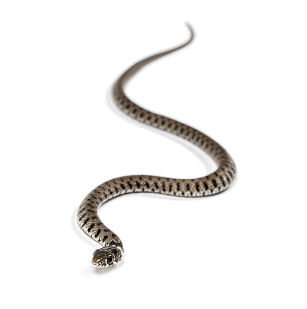 istock Grass snake, Natrix natrix, Isolated on white 1346383120