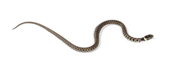 istock Grass snake, Natrix natrix, Isolated on white 1346383134