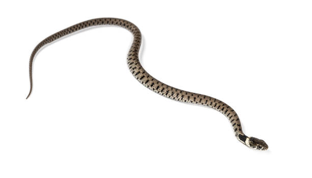 istock Grass snake, Natrix natrix, Isolated on white 1346383144