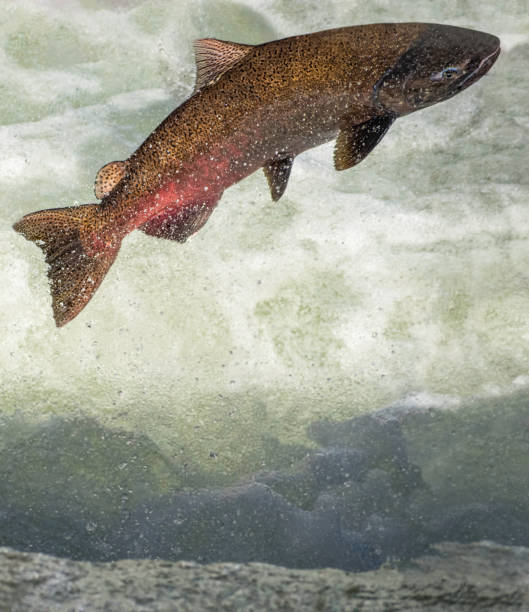 istock King Salmon During Spawning Season 1346383152