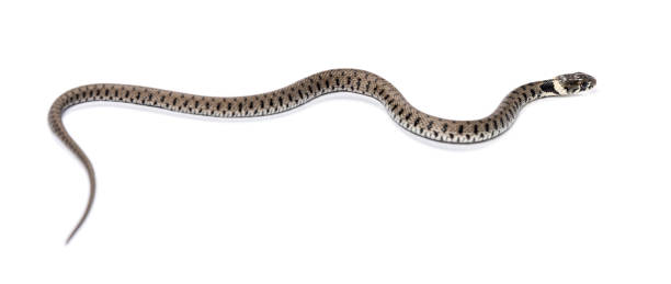 istock Grass snake, Natrix natrix, Isolated on white 1346383173
