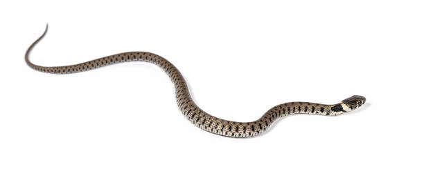 istock Grass snake, Natrix natrix, Isolated on white 1346383237
