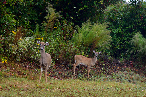 A Doe and her faun are very curious about me as I walk past them on a cloudy pre-winter day in the Assateague National Seashore