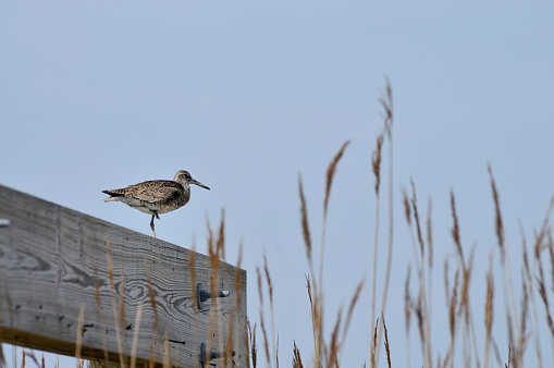 A lone Willet missing one of its legs perching on a beam over looking Mespillion Beach in Delaware