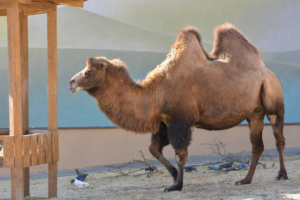 бактрийский верблюд крупным планом в зоопарке - bactrian camel стоковые фото и изображения