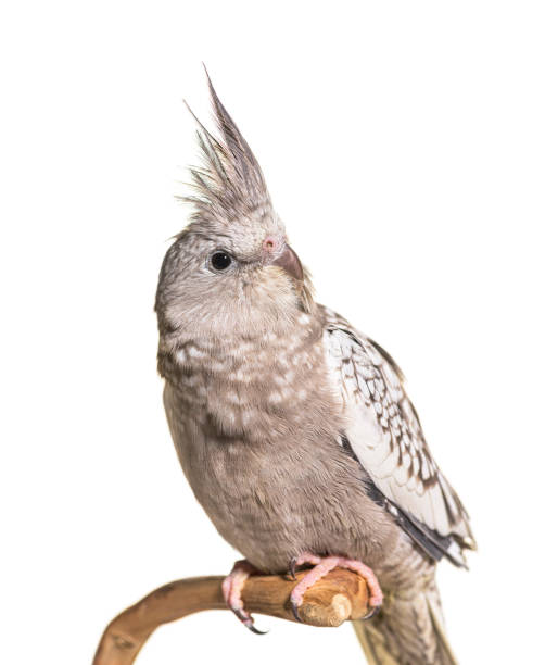 istock Cockatiel on a branch, isolated 1346384059
