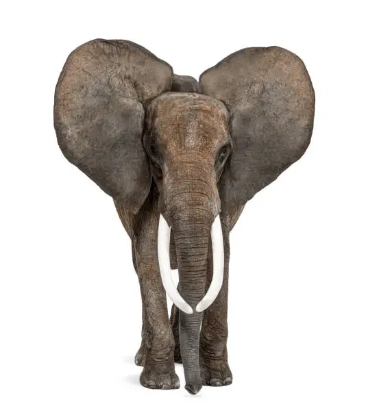 African elephant standing in front, ears up, isolated on white, image remastered