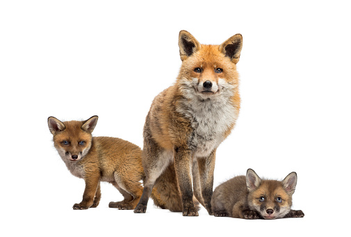 Seven weeks old fox cubs and they mother together, isolated on white
