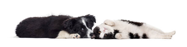 istock Crossbreed dog and cat, lying together, isolated on white 1346384225
