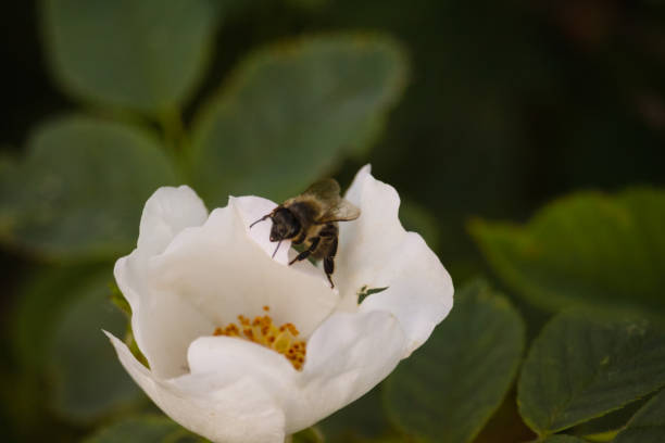A bumblebee sits on a white wild rose flower. Close-up.