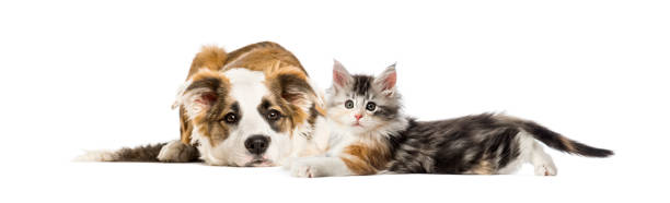chien et chat croisés, couchés ensemble, isolés sur du blanc - purebred cat photos photos et images de collection