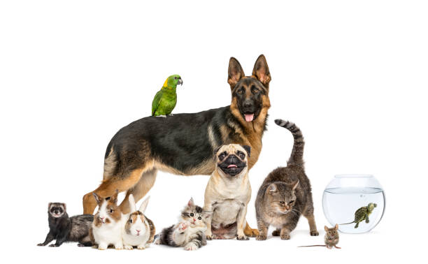 group of pets in a row, dogs, cats, ferret, rabbit, birds, mouse, isolated on white - dog mixed breed dog group of animals small imagens e fotografias de stock