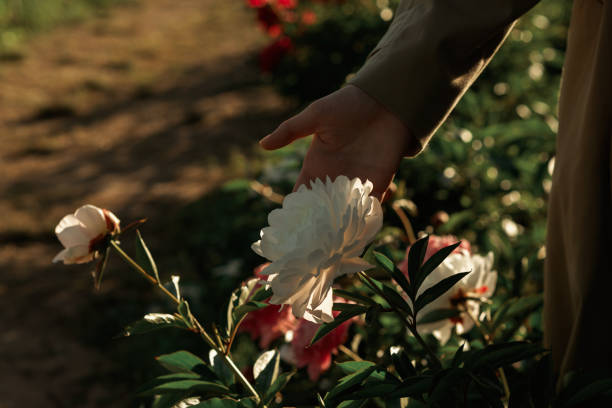 istock White peony flower in woman hand in sunny rays. 1346384535