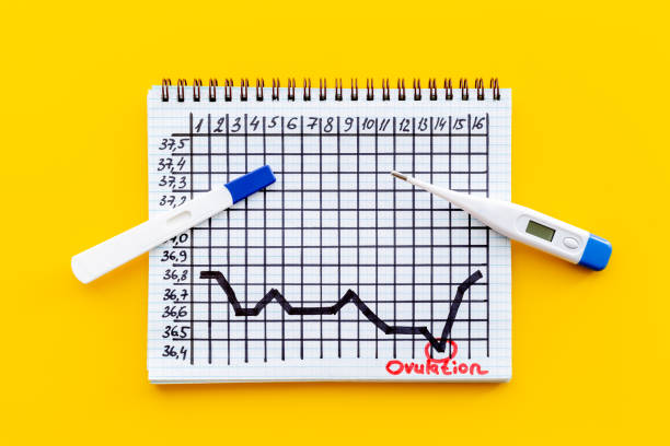 istock Thermometer and ovulation test on basal temperature chart. Predicting fertility 1346384680
