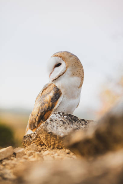 portret płomykówki. - owl endangered species barn night zdjęcia i obrazy z banku zdjęć