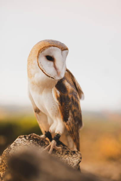 portret płomykówki. - owl endangered species barn night zdjęcia i obrazy z banku zdjęć