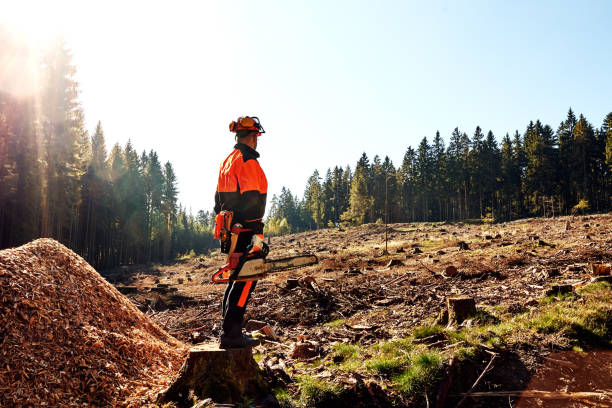 Lumberjack working in a forest stock photo