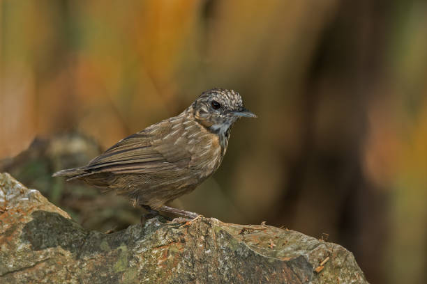 istock Rufous Limestone Babbler, endemic to Thailand 1346386568