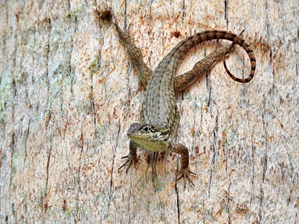 Curly-tailed Lizard (Leiocephalus carinatus) resting on a tree facing down Curly-tailed Lizard top view northern curly tailed lizard leiocephalus carinatus stock pictures, royalty-free photos & images