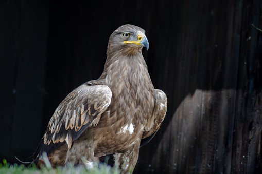 Portrait of a steppe eagle (Aquila nipalensis)