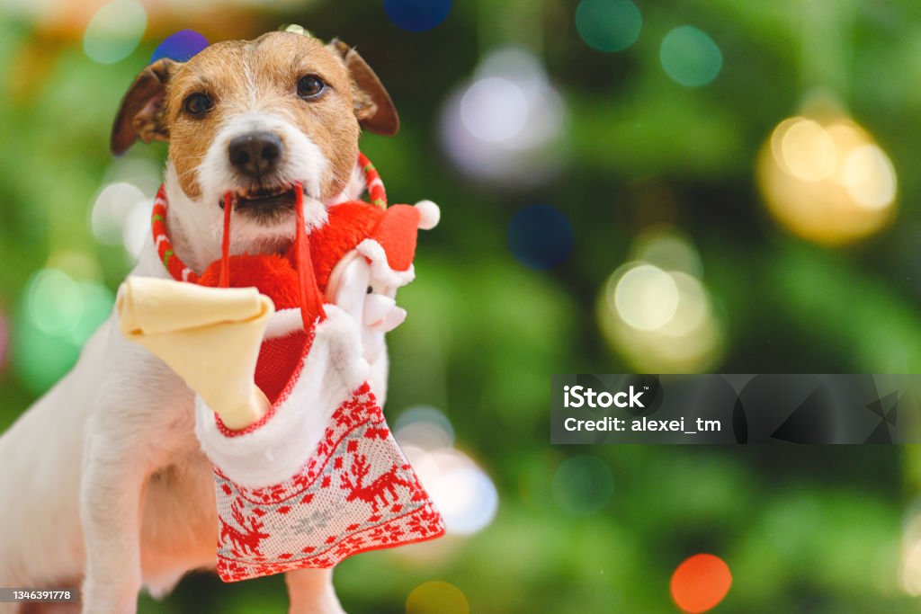 Pet dog holding in mouth Christmas stocking with dog bone as holiday gift Jack Russell Terrier with Christmas present Christmas Stocking Stock Photo