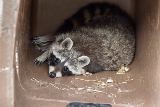 istock A raccoon (Procyon lotor) in a garbage can 1346391834