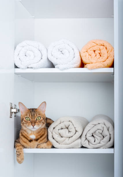 a funny ginger cat is hiding in a pile of towels in the wardrobe. - domestic cat towel pets animal imagens e fotografias de stock