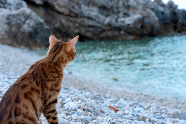 istock A Bengal cat rests on a rocky seashore in Alanya, Turkey. 1346391962