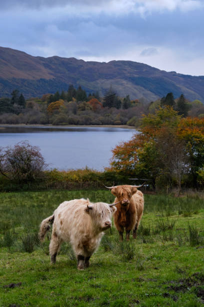 istock Two Highland cattles, Scotland 1346391971