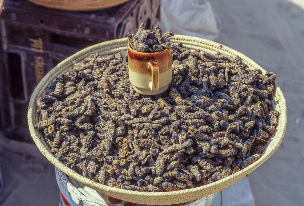 Mopane worms for sale at the market. Mopane worms are a popular food in Namibian and Sub-Saharan African cuisine. moth larvae pictures pictures stock pictures, royalty-free photos & images