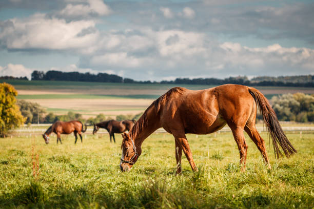 istock Thoroughbred horses on pasture 1346392351