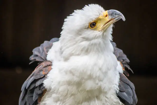 Photo of The fish eagle (Haliaeetus vocifer) is an African bird of prey from the hawk family (Accipitridae)