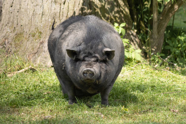 pot-bellied pigs (sus scrofa f. domestica), the asiatic form of walk-around pigs - hangbuikzwijn stockfoto's en -beelden